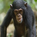 Chimpanzee tours