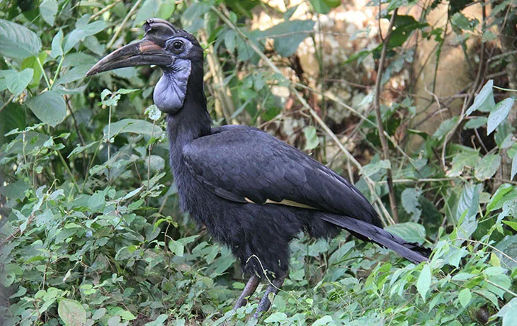Bird watching in Kibale Forest National Park.