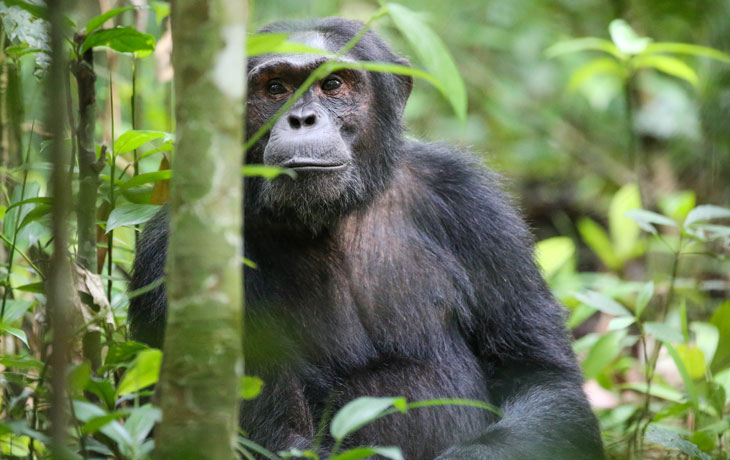 3-day chimpanzee habituation