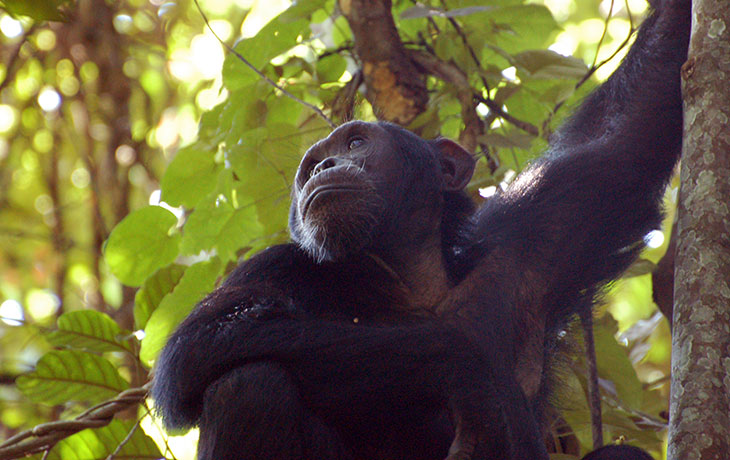 7 days Uganda Primates