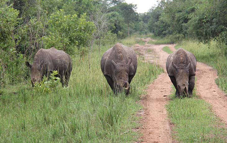 Rhino Tracking Ziwa