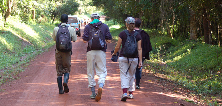 Chimpanzee tracking Budongo 2-days Chimpanzee