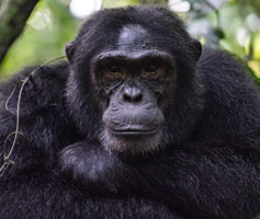 2 days chimpanzee tracking Kibale
