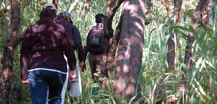 Chimpanzee tracking Uganda