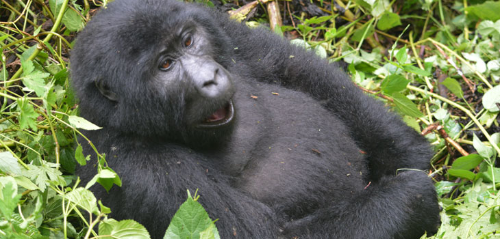 2 days Gorilla trekking Rwanda