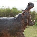Ugandan Hippo wildlife tours