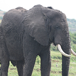 Ugandan Elephants nature
