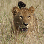 Lion in Murchison falls Park nature