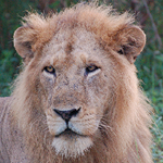 Uganda Lions nature