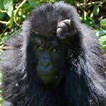 Gorilla Trekking expeditions