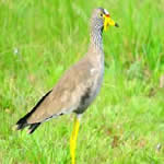 Lapwing bird watching
