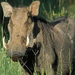 Warthog nature