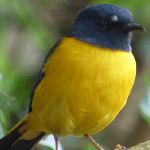 Black headed weaver bird watching