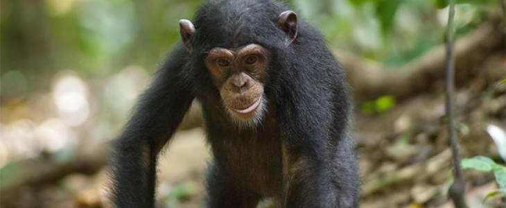 Ngamba island Chimpanzee
