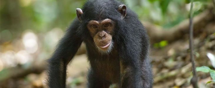 Ngamba Island Chimpanzee Ngamba island Chimpanzee