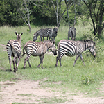 Zebra in Lake Mburo National Park Zebra