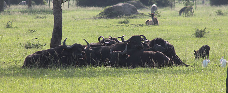 Lake Mburo smallest