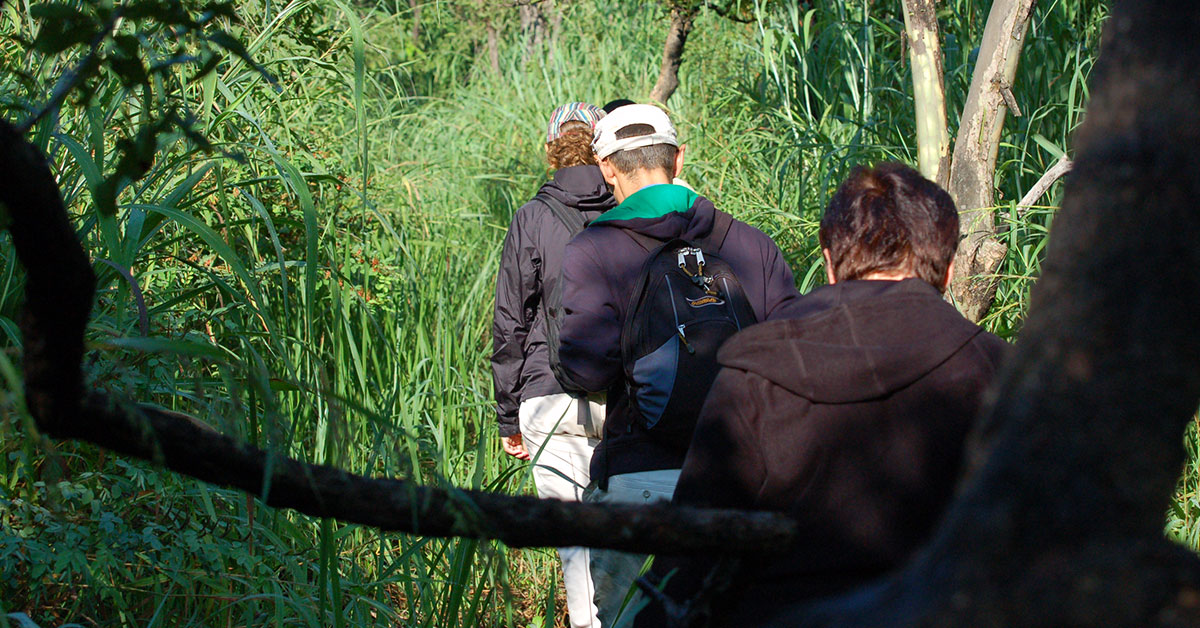 Budongo Forest