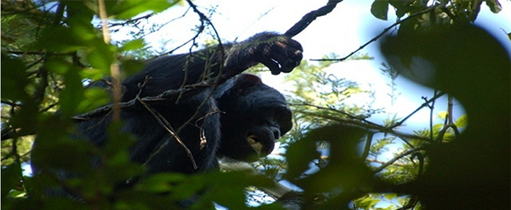 Budongo forest