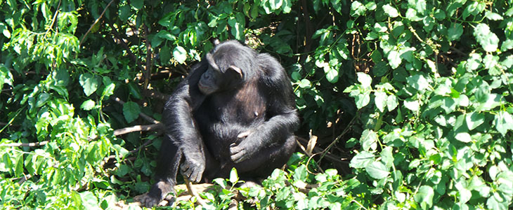 Chimpanzee tracking kyambura