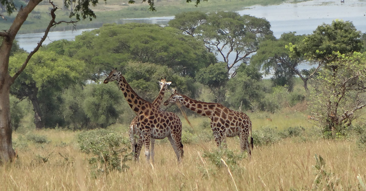 Giraffe translocation