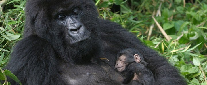 Gorilla naming Rwanda