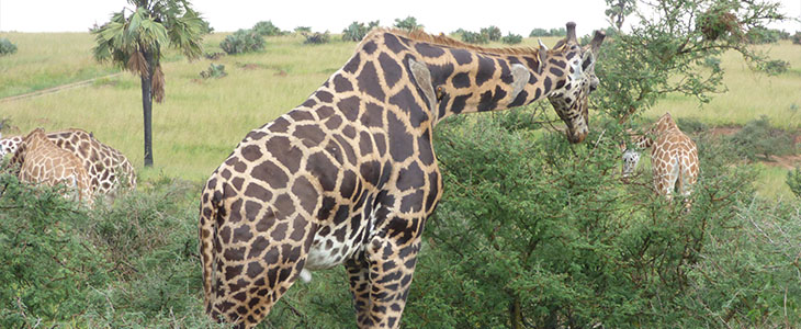 Giraffe translocation