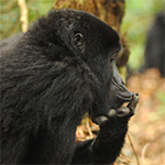 Gorilla tracking safaris Uganda