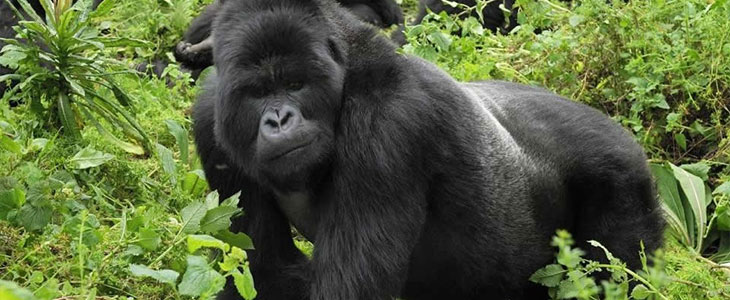 5 days Gorilla