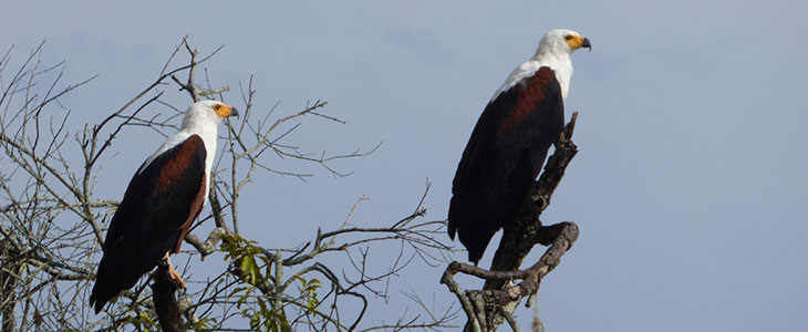 22 days  Uganda Birding