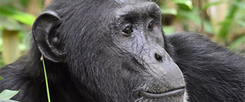 Chimpanzee tracking Kibale