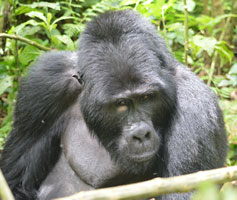 Gorilla Tracking Bwindi Uganda Safaris