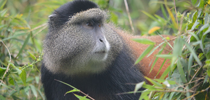 Gorilla tracking Mgahinga