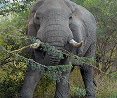 African elephant