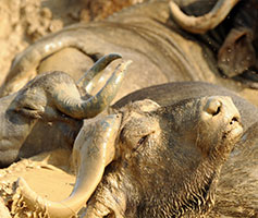 9-days Pearl Safari Uganda