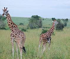 3 days Murchison falls Safari