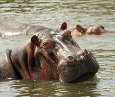 3-days Murchison falls Safari