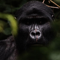 Rwanda Gorilla Gorilla Rwanda