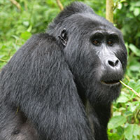 Mountain Gorilla Gorilla trek