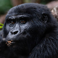 Gorilla Gorilla