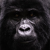 Gorilla Gorilla