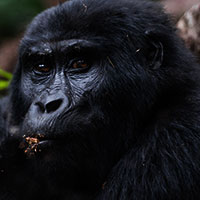 Gorilla Trekking expeditions