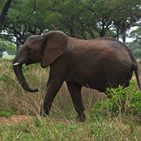 elephant in Queen Elizabeth Short Trips