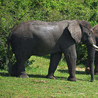 African elephant Short Trips