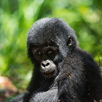 Rwanda Gorilla Gorilla information