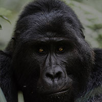 Gorilla family groups Gorilla family groups
