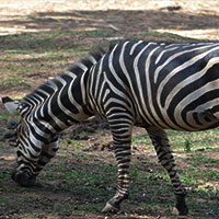 Eland Short Trips