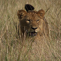 lion in Murchison falls National Park Short Trips