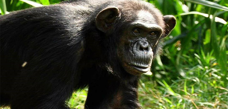 Chimpanzee