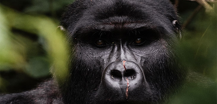 Gorilla tracking Rushaga 3 days Gorilla tracking